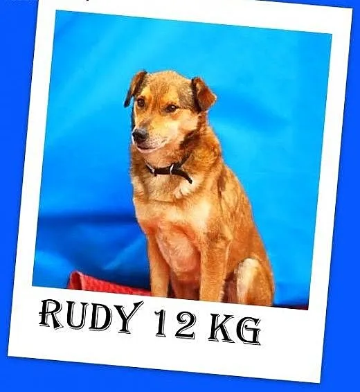 Bezproblemowy,domowy,rodzinny,łagodny 12 kg piesek