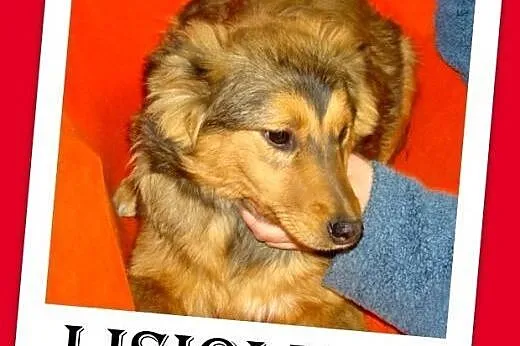 6 mies.szczeniak,suczka średnia docelowo.ADOPCJA,  małopolskie Kraków