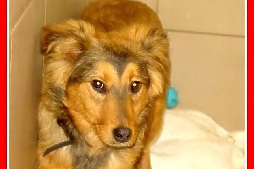 6 mies.szczeniak,suczka średnia docelowo.ADOPCJA, 