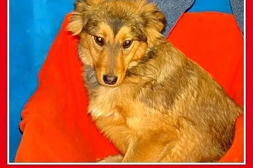 6 mies.szczeniak,suczka średnia docelowo.ADOPCJA, 