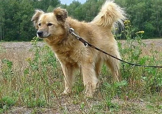 TOLA -szczeniak sunia do adopcji, łódzkie Skierni