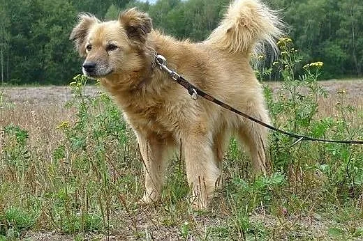 TOLA -szczeniak sunia do adopcji,  łódzkie Skierni
