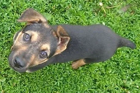 TOLA -szczeniak sunia do adopcji,  łódzkie Skierni