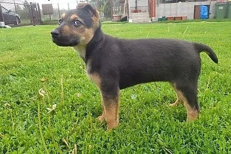 TOLA -szczeniak sunia do adopcji,  łódzkie Skierni