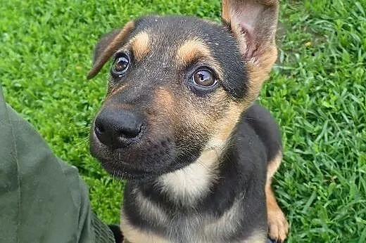 TOLA -szczeniak sunia do adopcji,  łódzkie Skierni
