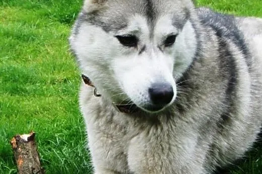 KIMI szuka odpowiedzialnego  domu na zawsze,  wiel
