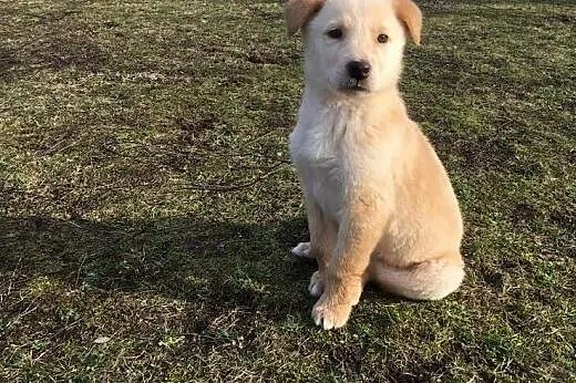 Dzielny szczeniak SIMBA szuka domu !,  mazowieckie