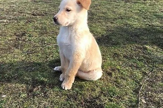 Dzielny szczeniak SIMBA szuka domu !,  mazowieckie