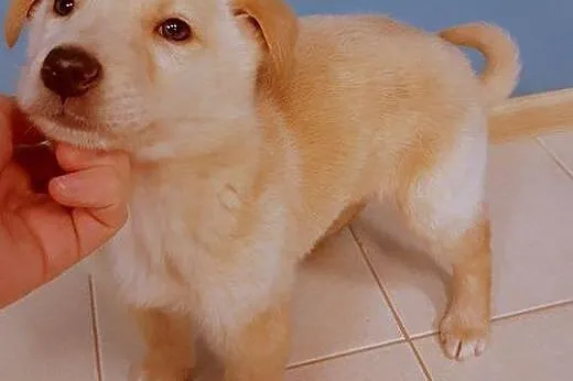 Dzielny szczeniak SIMBA szuka domu !,  mazowieckie