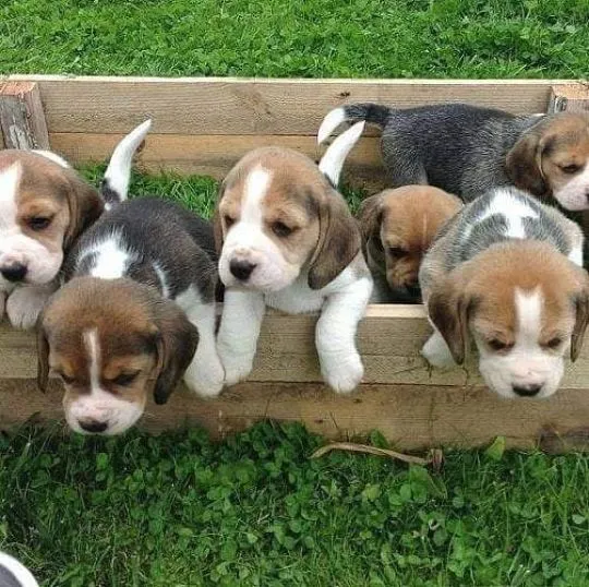 Przepiękne Beagle szczenięta rasy dostępne na sprzedaż, , Legnica