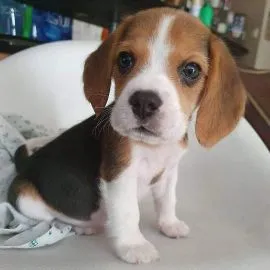 Przepiękne Beagle szczenięta rasy dostępne na sprzedaż