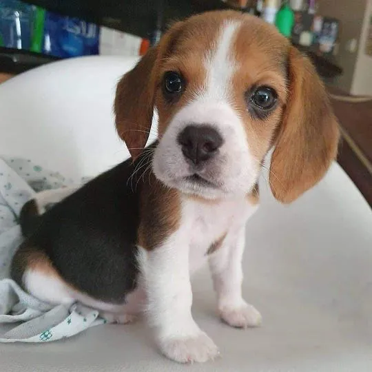 Przepiękne Beagle szczenięta rasy dostępne na sprzedaż