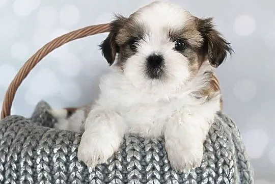 Shih Tzu pieski z rodowodem ZKwP (FCI), Olkusz