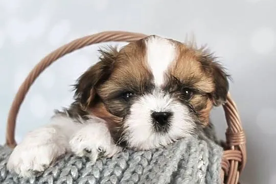 Shih Tzu pieski z rodowodem ZKwP (FCI), Olkusz