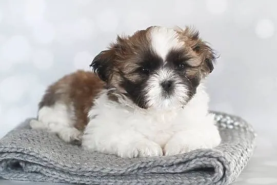 Shih Tzu pieski z rodowodem ZKwP (FCI), Olkusz