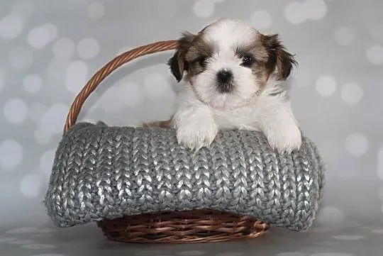 Shih Tzu pieski z rodowodem ZKwP (FCI), Olkusz