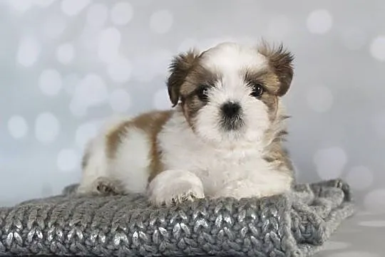 Shih Tzu pieski z rodowodem ZKwP (FCI), Olkusz