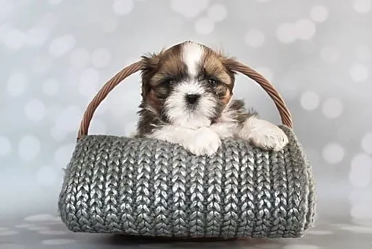 Shih Tzu pieski z rodowodem ZKwP (FCI), Olkusz