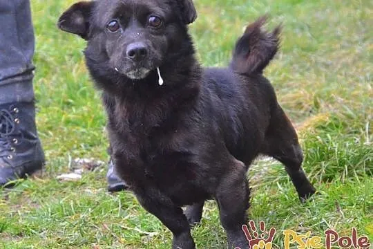 GWAREK-wesoły, pogodny, radosny mały czarny psiak szuka dobrego domu, adopcja, Małopolskie, Kraków