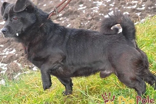 GWAREK-wesoły, pogodny, radosny mały czarny psiak szuka dobrego domu, adopcja, Małopolskie, Kraków