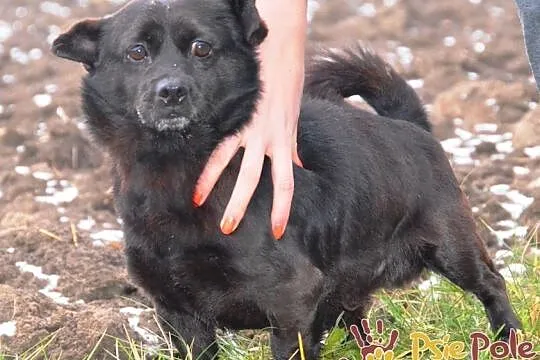 GWAREK-wesoły, pogodny, radosny mały czarny psiak szuka dobrego domu, adopcja, Małopolskie, Kraków