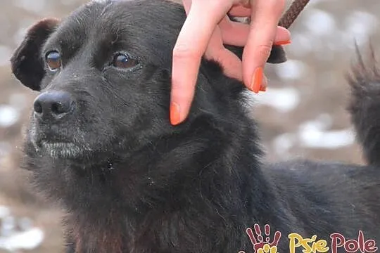 GWAREK-wesoły, pogodny, radosny mały czarny psiak szuka dobrego domu, adopcja, Małopolskie, Kraków