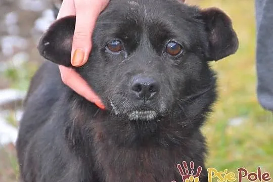 GWAREK-wesoły, pogodny, radosny mały czarny psiak szuka dobrego domu, adopcja, Małopolskie, Kraków