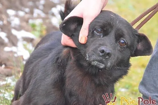 GWAREK-wesoły, pogodny, radosny mały czarny psiak szuka dobrego domu, adopcja, Małopolskie, Kraków