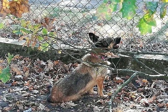 Młoda sympatyczna sunia w typie owczarka szuka kochającego domku, Wielkopolskie, Piła
