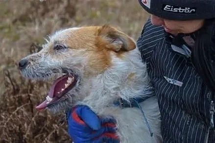 Piękne bursztynowe oczka, rudo biała sierść, dobre