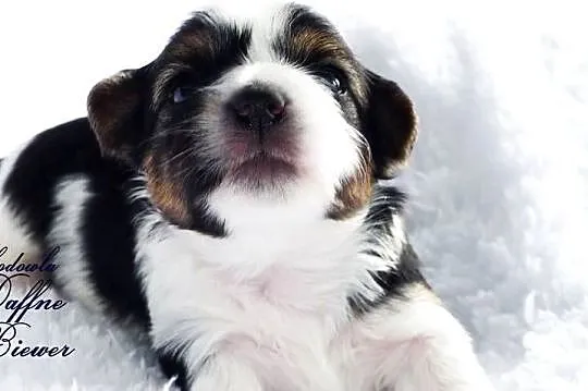 York Biewer Yorkshire Terrier