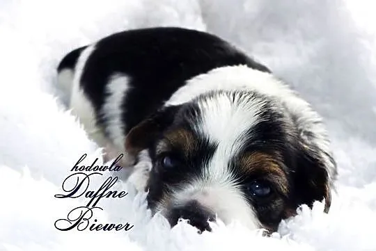 York Biewer Yorkshire Terrier, Śląskie, Tychy