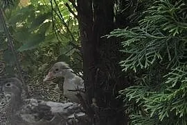 Kaczki Karolinki i mandarynki.