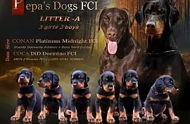 Doberman FCI