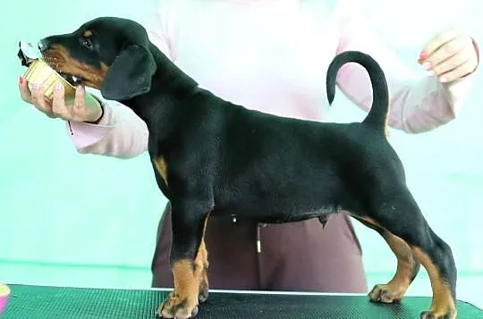 Doberman FCI, Mazowieckie, Sochaczew