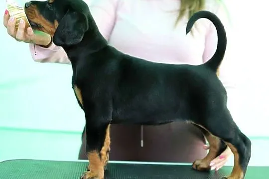 Doberman FCI, Mazowieckie, Sochaczew
