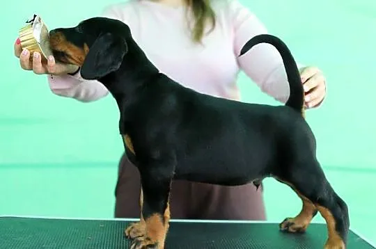 Doberman FCI, Mazowieckie, Sochaczew