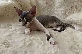 Devon Rex cudowny * Kocurek * bicolor niebieski pręgowany