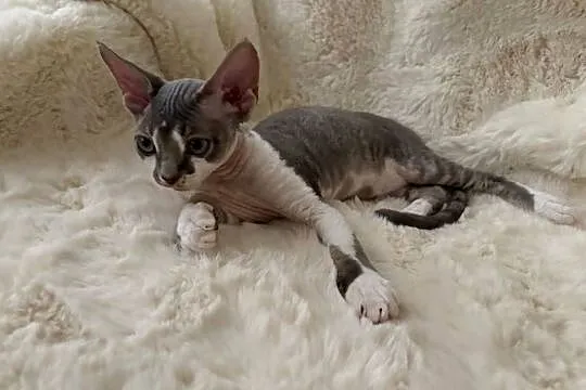 Devon Rex cudowny * Kocurek * bicolor niebieski pręgowany