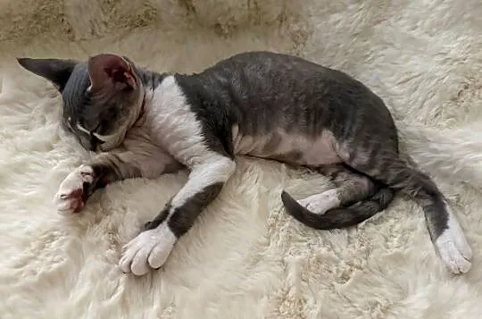 Devon Rex cudowny * Kocurek * bicolor niebieski pręgowany, Śląskie, Ustroń