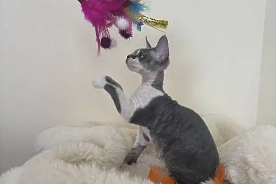 Devon Rex cudowny * Kocurek * bicolor niebieski pręgowany, Śląskie, Ustroń