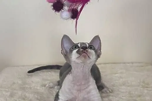 Devon Rex cudowny * Kocurek * bicolor niebieski pręgowany, Śląskie, Ustroń