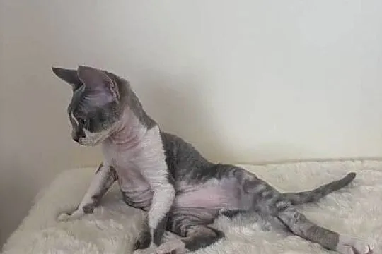 Devon Rex cudowny * Kocurek * bicolor niebieski pręgowany, Śląskie, Ustroń