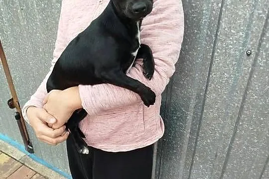 Śliczna suczka Chihuahua szuka kochającego domu!
