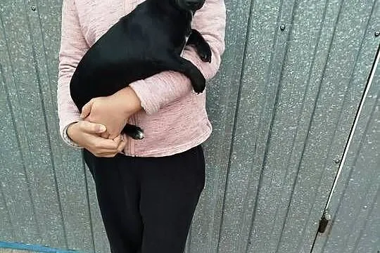 Śliczna suczka Chihuahua szuka kochającego domu!, Mazowieckie, Płońsk