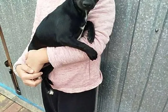 Śliczna suczka Chihuahua szuka kochającego domu!, Mazowieckie, Płońsk