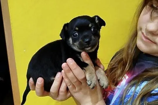 Śliczna suczka Chihuahua szuka kochającego domu!, Mazowieckie, Płońsk