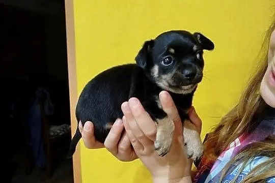 Śliczna suczka Chihuahua szuka kochającego domu!, Mazowieckie, Płońsk