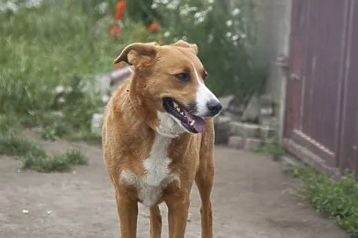 Collina piekna owczarkowata sunia do adopcji :),  