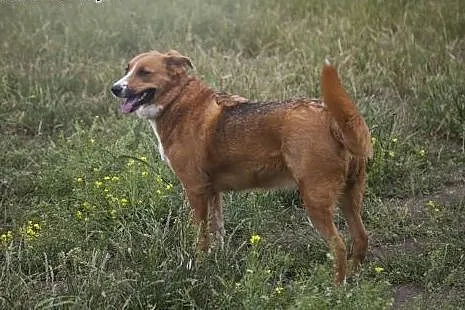 Collina piekna owczarkowata sunia do adopcji :),  
